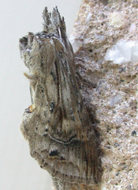 Black-spotted Prominent